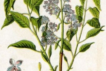 Plant-Illustration-of-Common-Lilac