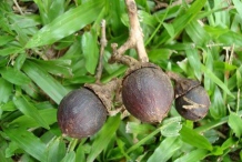 Mature-fruits-of-Banaba