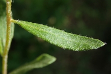 Frostwort-leaf