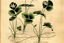 Plant-illustration-of-Threeleaf-goldthread