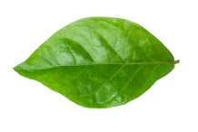 Leaf-of-jasmine