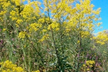 Woad-plant-growing-wild