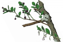 Plant-Illustration-of-Farkleberry