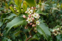 Flowers-of-Holly-plant