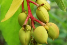 Immature-fruits-of-Indian-Plum