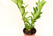 Cherry-Laurel-plant-grown-on-the-pot