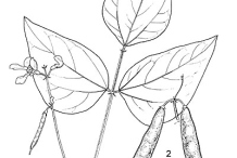 Plant-Illustration-of-Tepary-bean