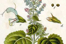 Plant-Illustration-of-Clary-sage