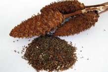 Dried-fruits-and-seeds-of-Yerba-Mansa