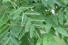 Leaves-of-Pagoda-tree