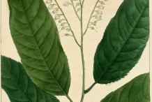 Plant-Illustration-of-Sourwood