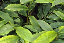 Leaves-of-Lesser-galangal