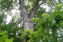 Shagbark-hickory-Tree