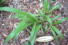 Small-Palm-Grass-plant