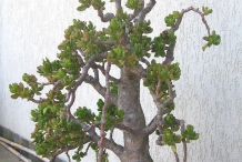 20-yrs-old-Jade-plant