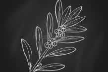 Sketch-of-Pepperberry