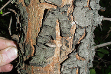 Bark-of-Lemonade-Berry