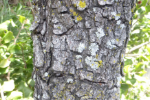 Trunk-of-Lemonade-Berry