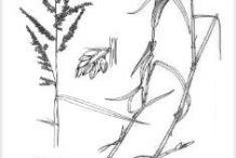 Sketch-of-Paragrass