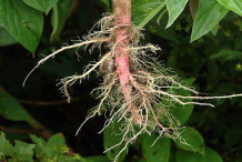 Roots-of-Pigweed