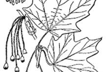Plant-Illustration-of-Sugar-Maple