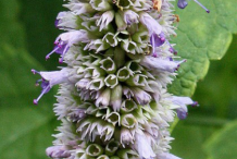 Closer-view-of-flower-of-Anise-Hyssop