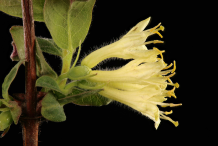 Flower-of-Haskap-Berry