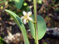 Flower-of-Sourplum