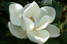 Closer-view-of-flower-of-Magnolia