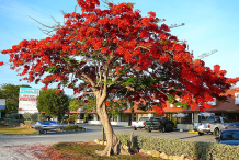 Flame-tree