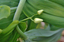 Flowering-buds-of-Watermelon-berry