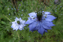 Flower-of-Love-in-a-Mist