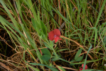 Red-pea-plant-growing-wild