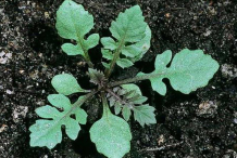 Sapling-of-Yellow-fieldcress