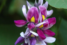 Flowers-of-Kudzu