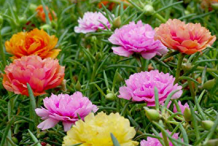 Moss-rose-plant-growing-wild