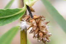 Mature-fruits-of-Weeping-willow