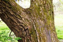 Trunk-of-Almond-willow