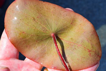 Lower-surface-of-leaf-of-Watershield