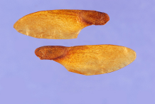 Seeds-of-Spanish-cedar