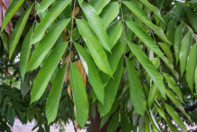 Leaves-of-Pride-of-Burma