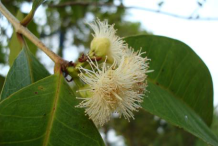 Flowers-of-Sea-Apple