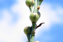 Immature-fruits-of-Onion-weed