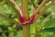 Stem-of-Himalayan-balsam