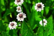 Flowers-of-Fog-fruit