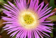 Closer-view-of-flower of Chinese licorice