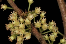 Closer-view-of-flowers-of-Rukam