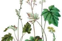 Plant-illustration-of-Roundleaf-alumroot