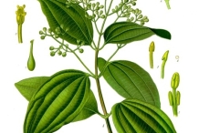 Plant-Illustration-of-Azores-laurel
