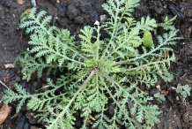 Saplings-of-Yellow-chamomile